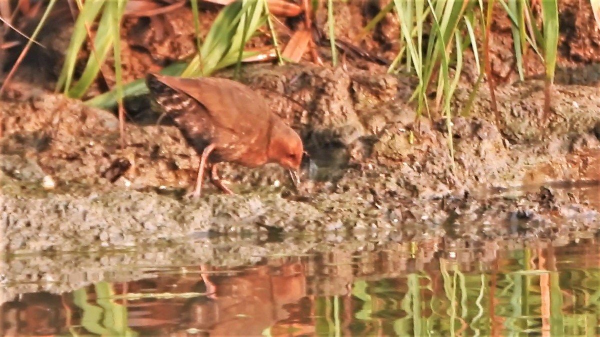 Ruddy-breasted Crake - ML553724251