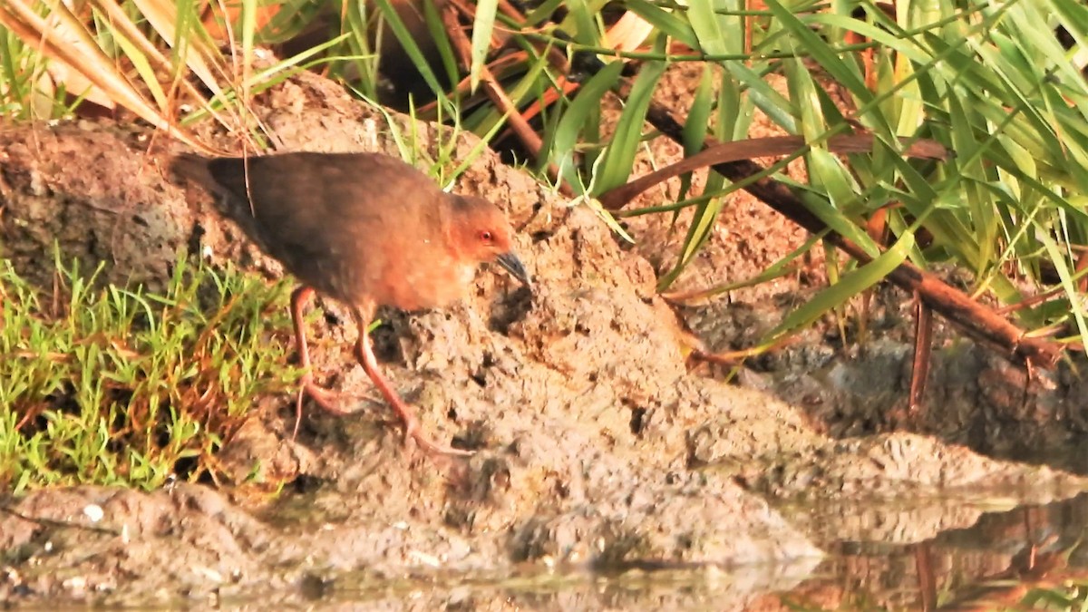 Ruddy-breasted Crake - ML553724261