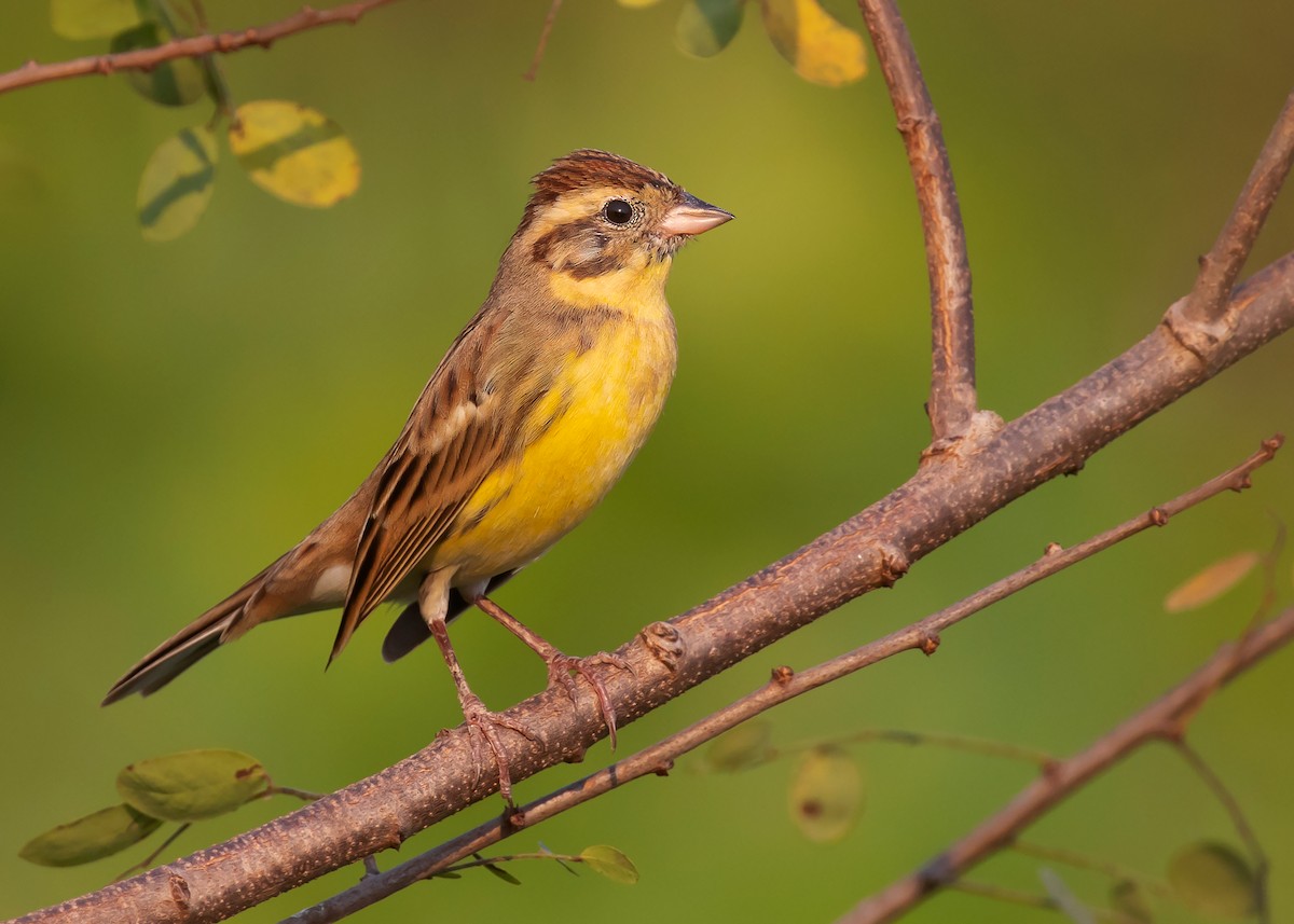 Yellow-breasted Bunting - ML553724521