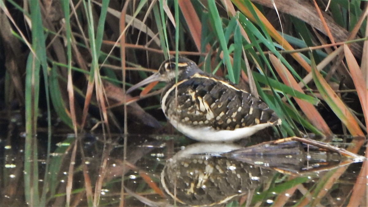 Greater Painted-Snipe - ML553724631