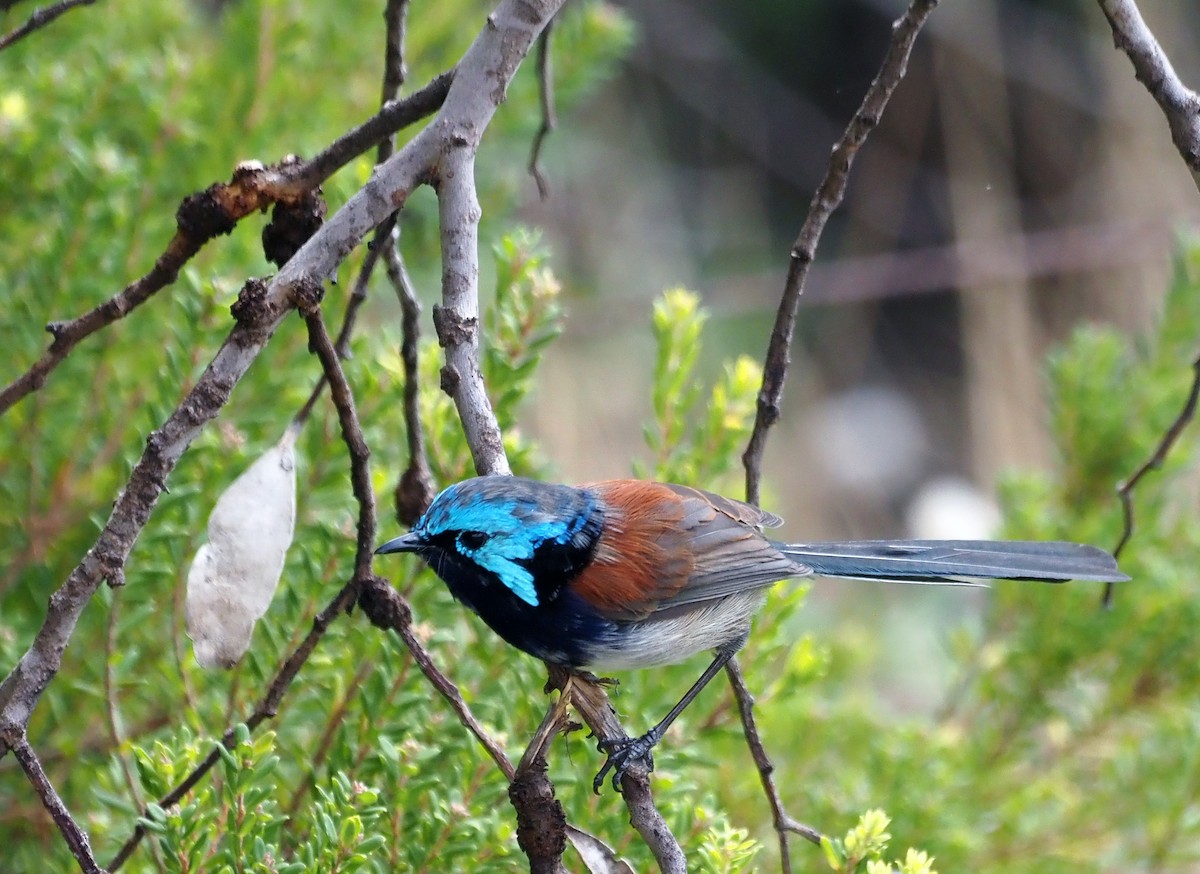 Red-winged Fairywren - ML553725021