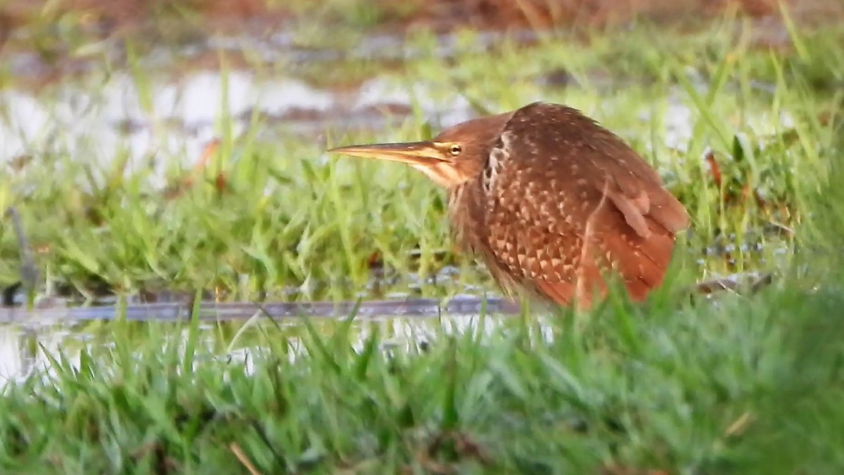 Cinnamon Bittern - ML553725271