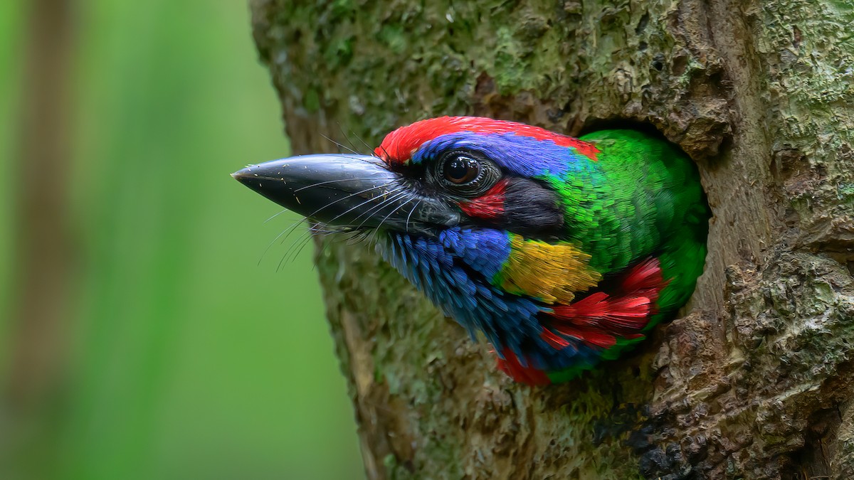 Red-crowned Barbet - ML553725421