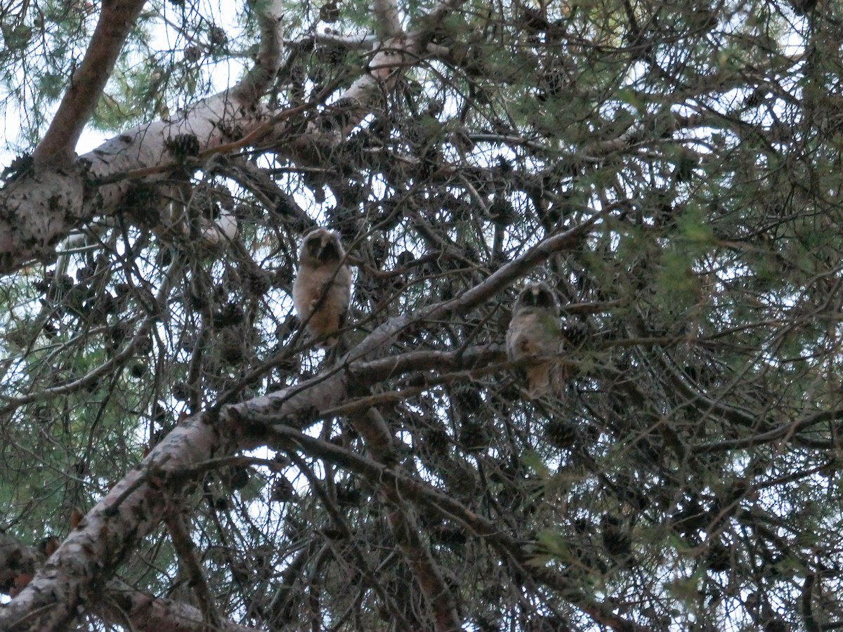 Eurasian Eagle-Owl - ML553725571