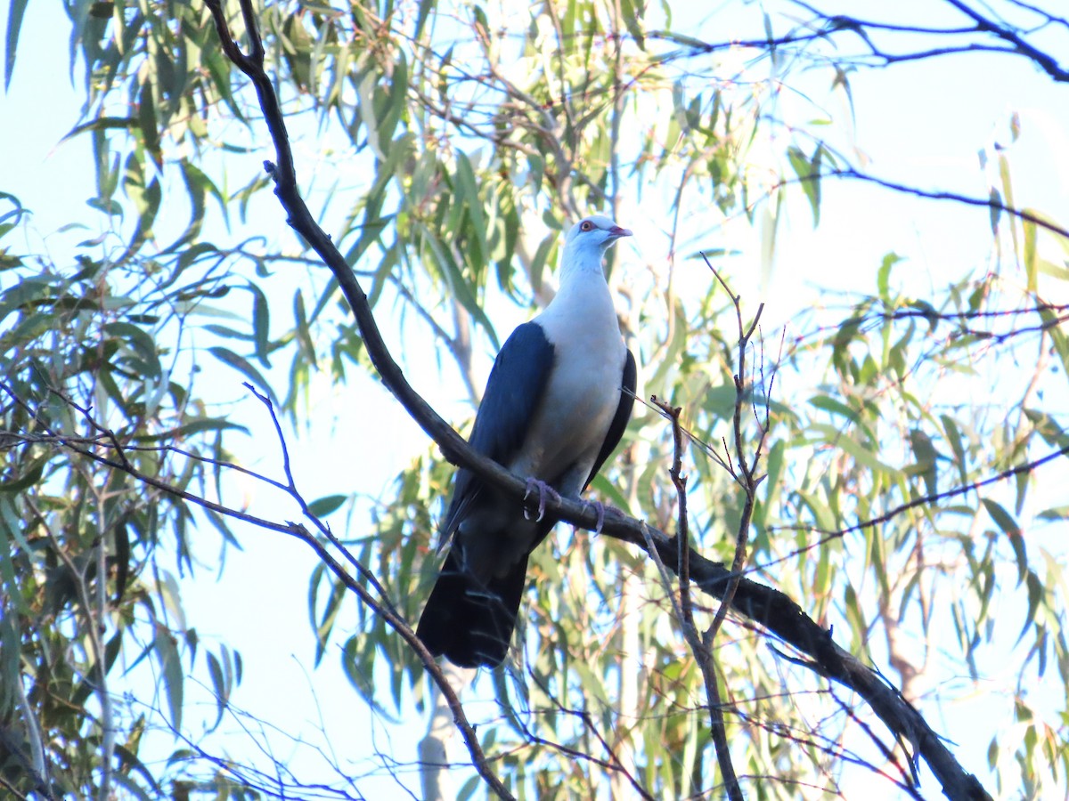 Pigeon leucomèle - ML553725681