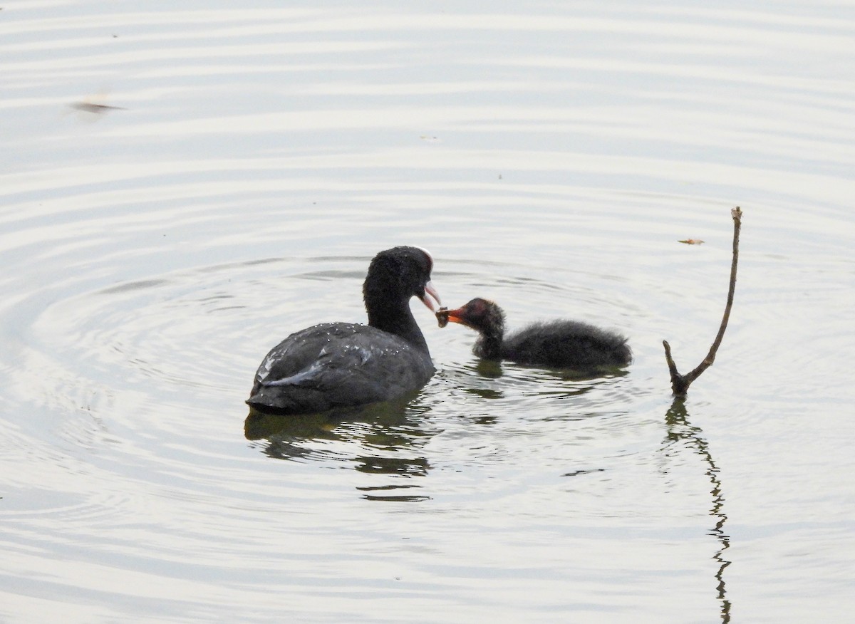 Eurasian Coot - ML553725691