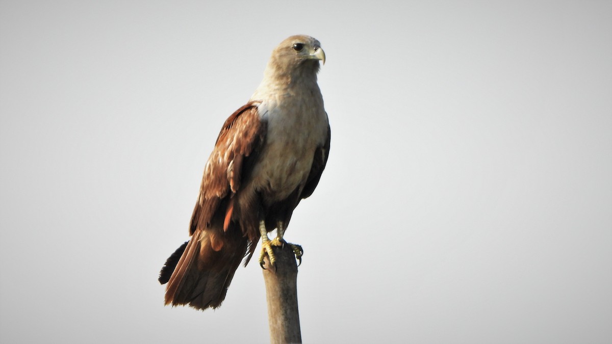 Brahminy Kite - ML553726421