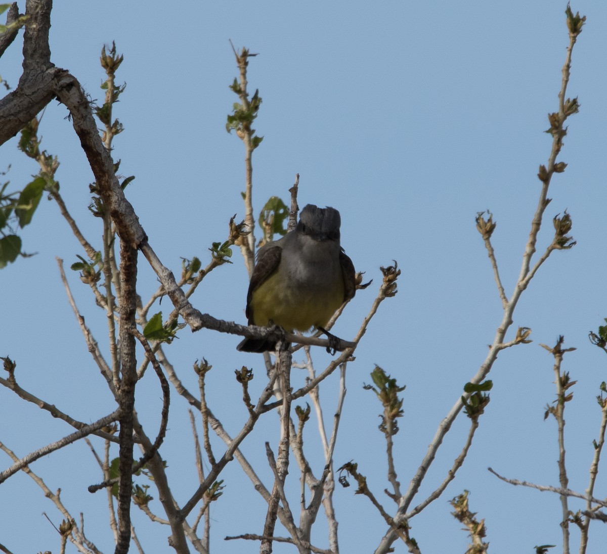 Western Kingbird - Bob Morrison