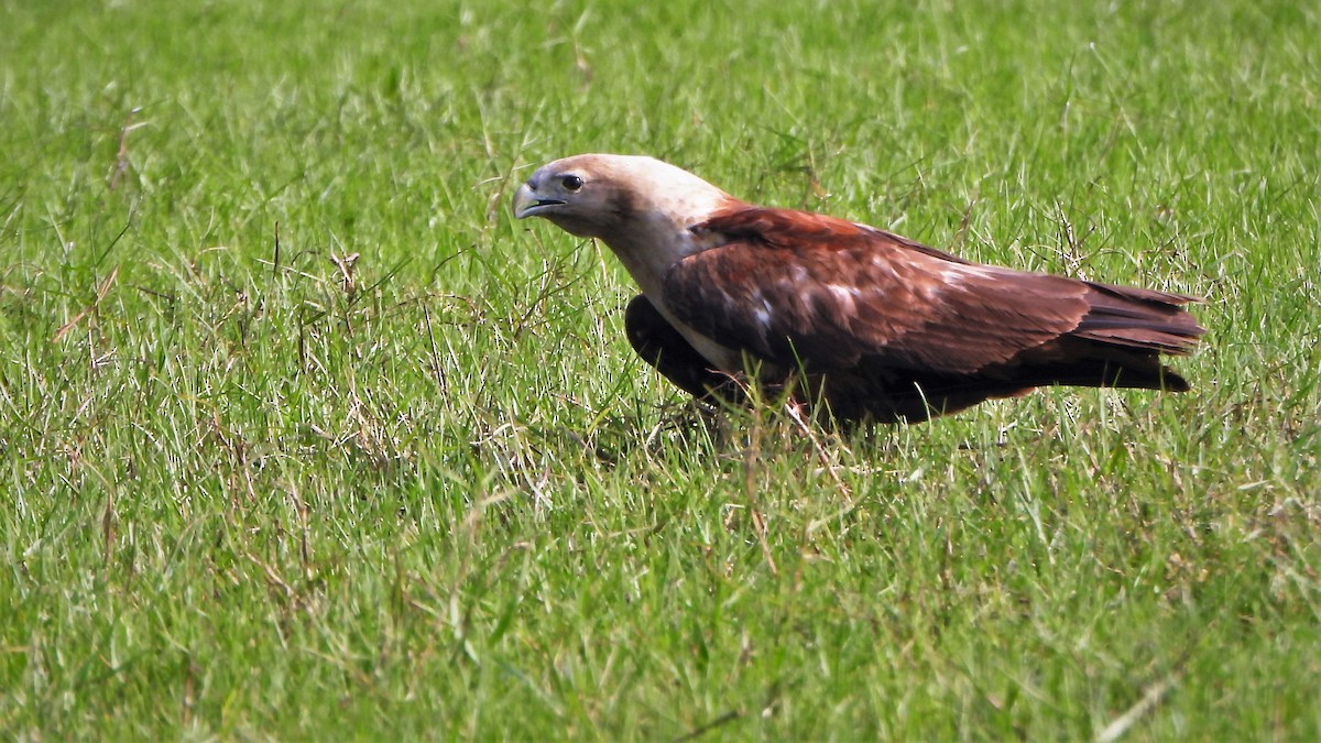 Brahminy Kite - ML553726611