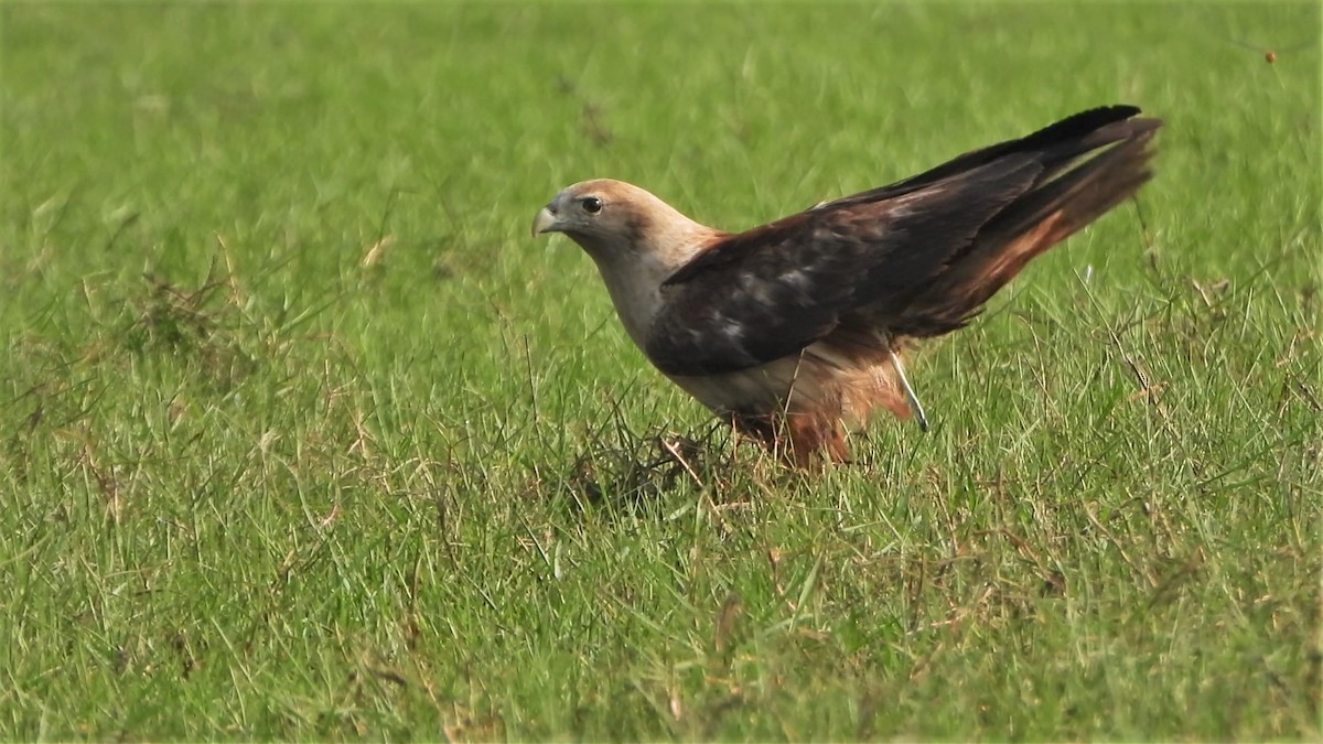 Brahminy Kite - ML553726621