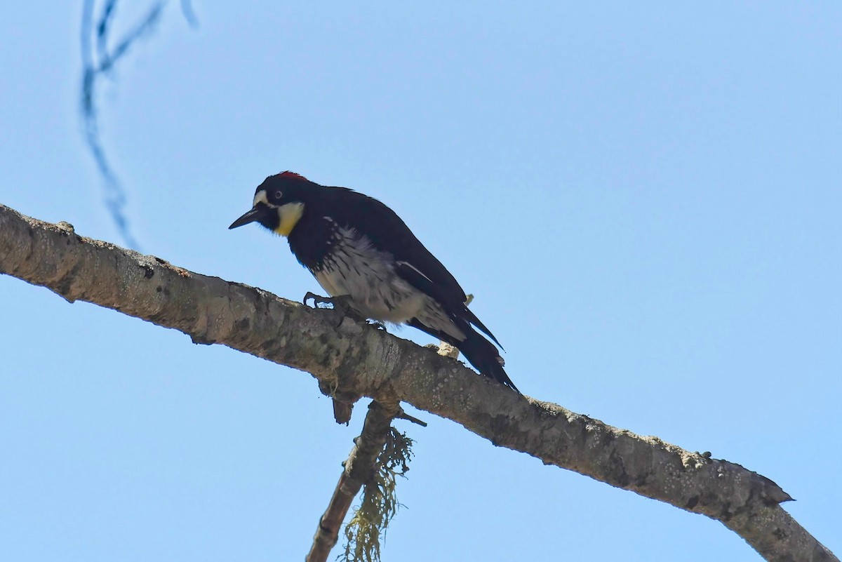 Acorn Woodpecker - Ted Alger