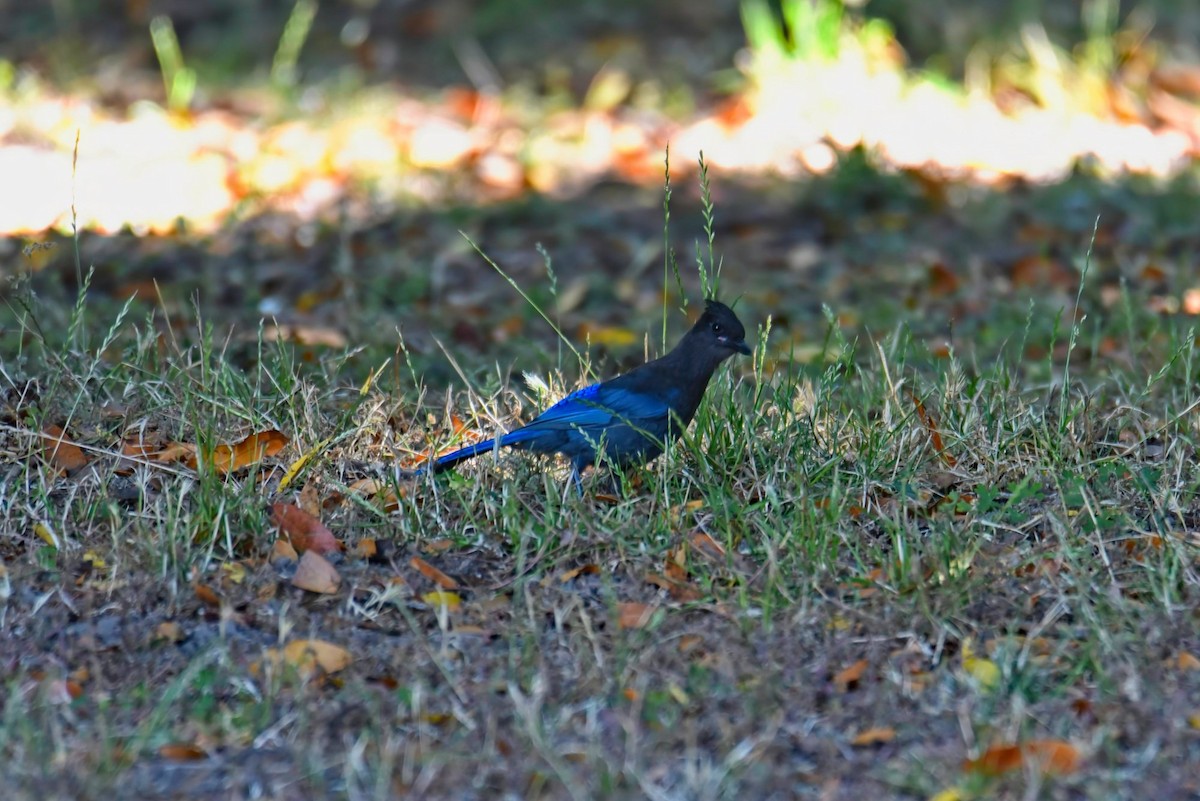 Steller's Jay - Ted Alger