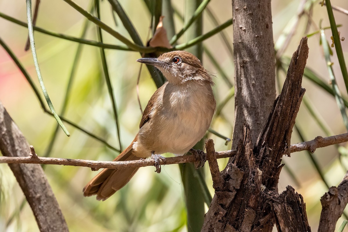 Northern Brownbul - ML553728951