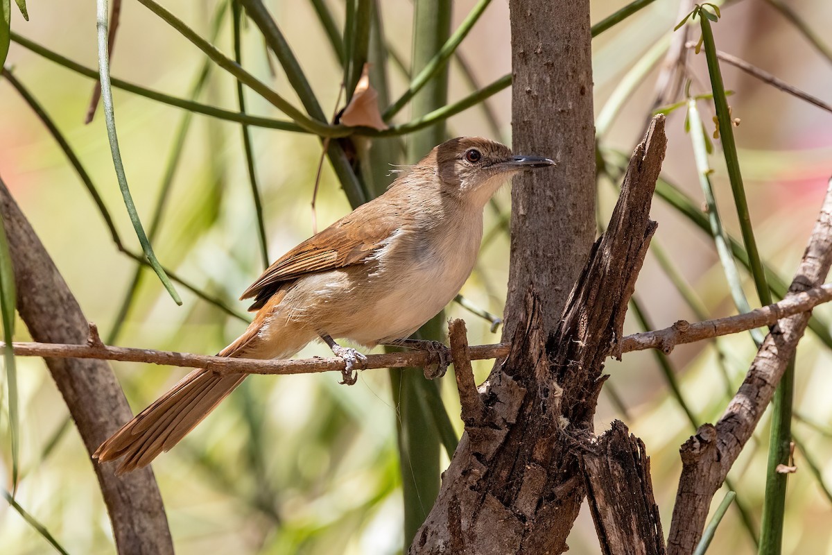 Northern Brownbul - ML553728971