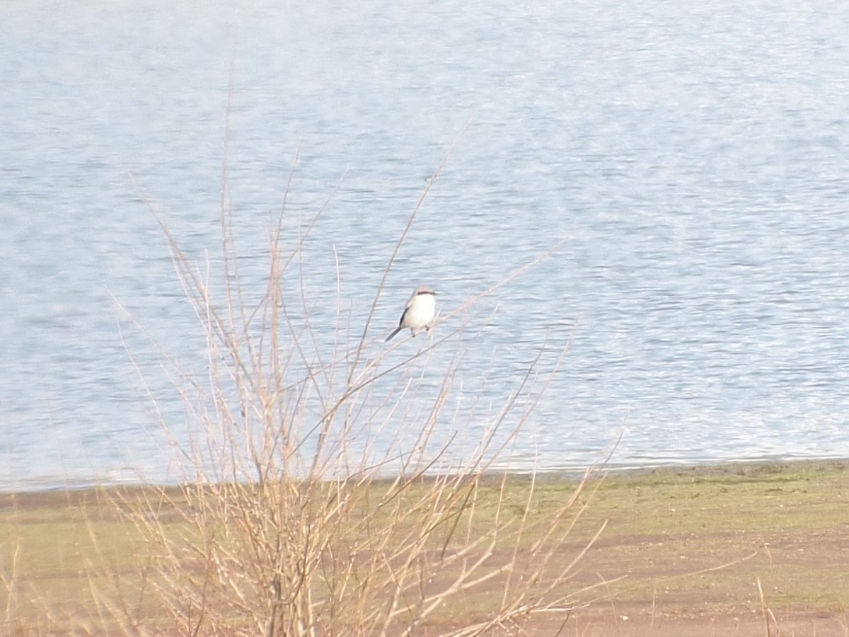 Loggerhead Shrike - ML55373051