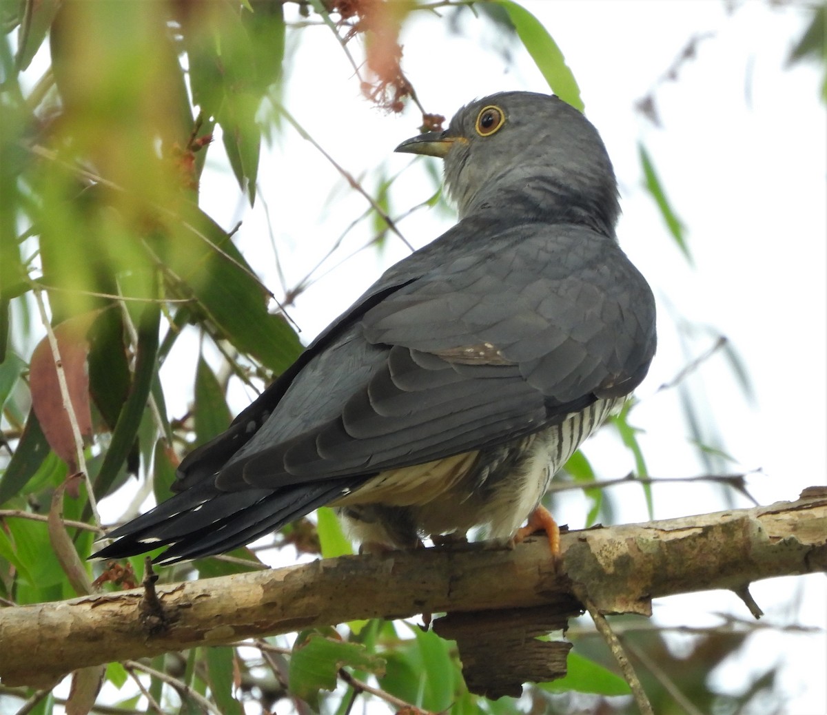 Oriental Cuckoo - Adrian Walsh