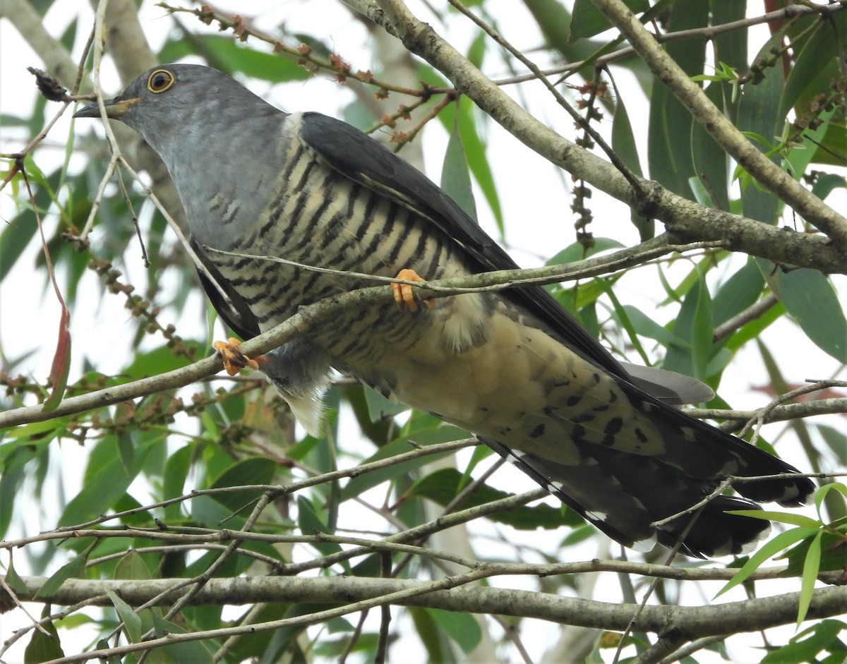 Oriental Cuckoo - ML553731091