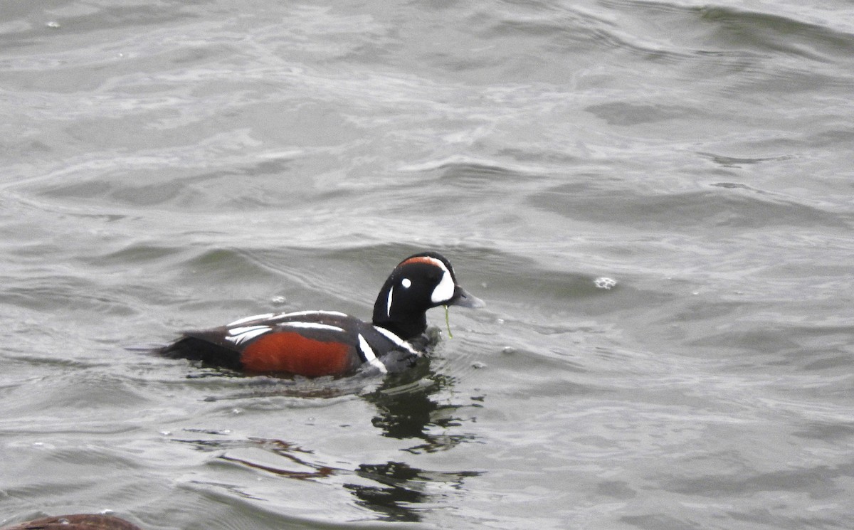 Harlequin Duck - ML55373241