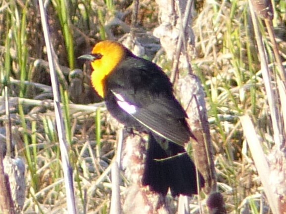 Yellow-headed Blackbird - ML55373371