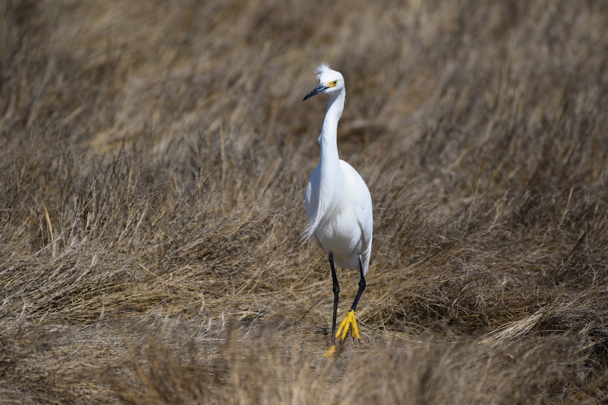 Snowy Egret - ML553734901