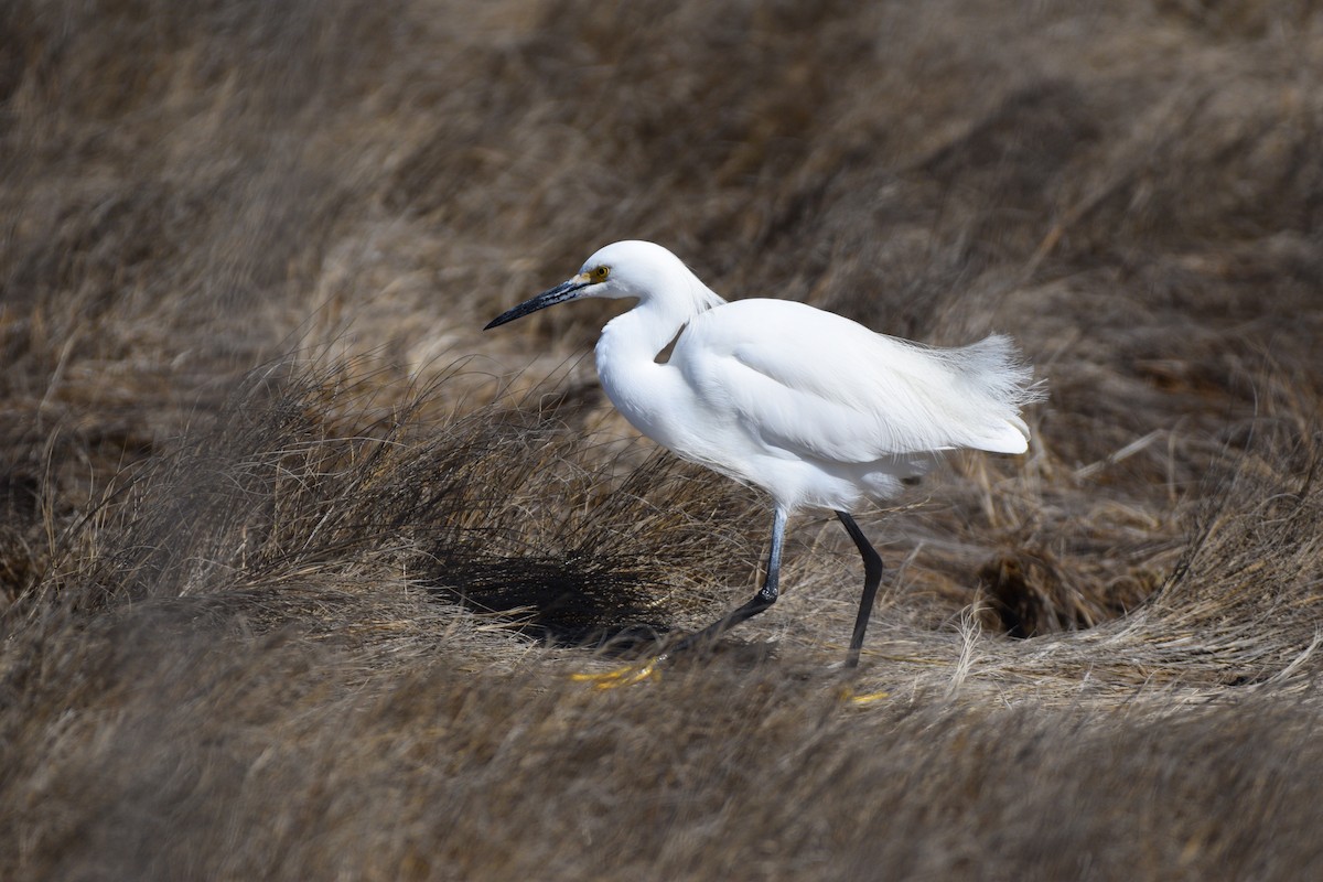 Snowy Egret - teresa sarli
