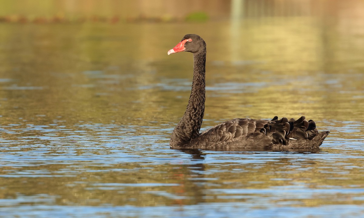 Black Swan - ML553736431