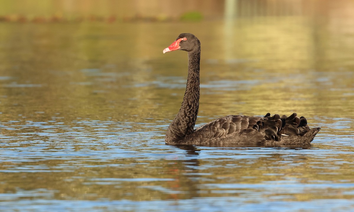 Cygne noir - ML553736431