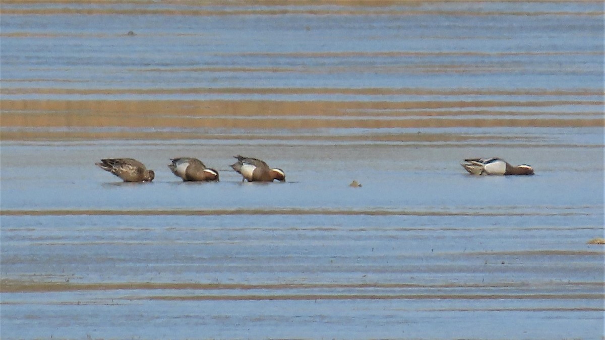 Garganey - ML553736991