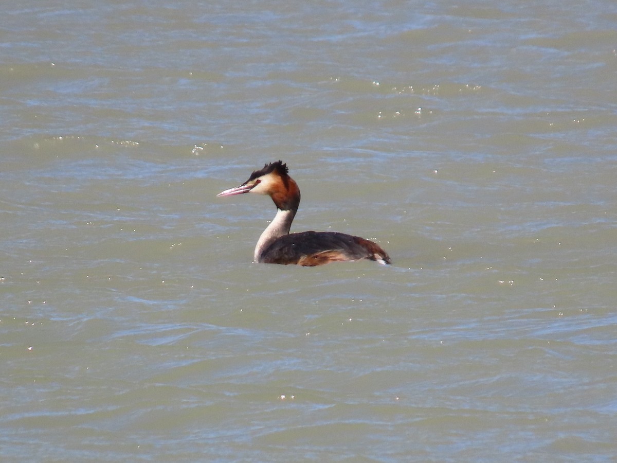 Great Crested Grebe - ML553737211