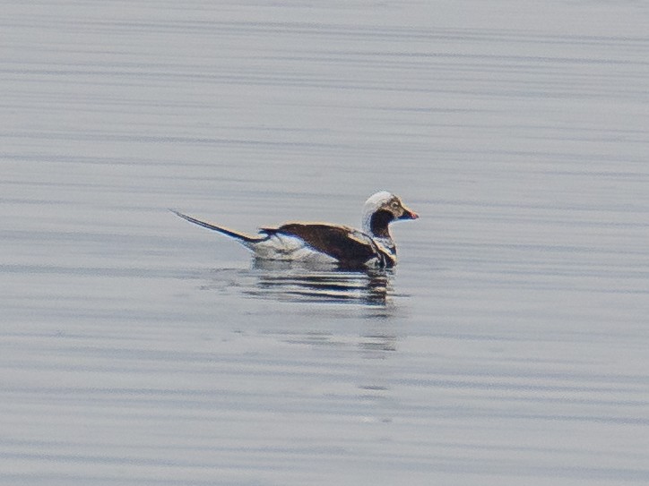 Long-tailed Duck - ML553737481