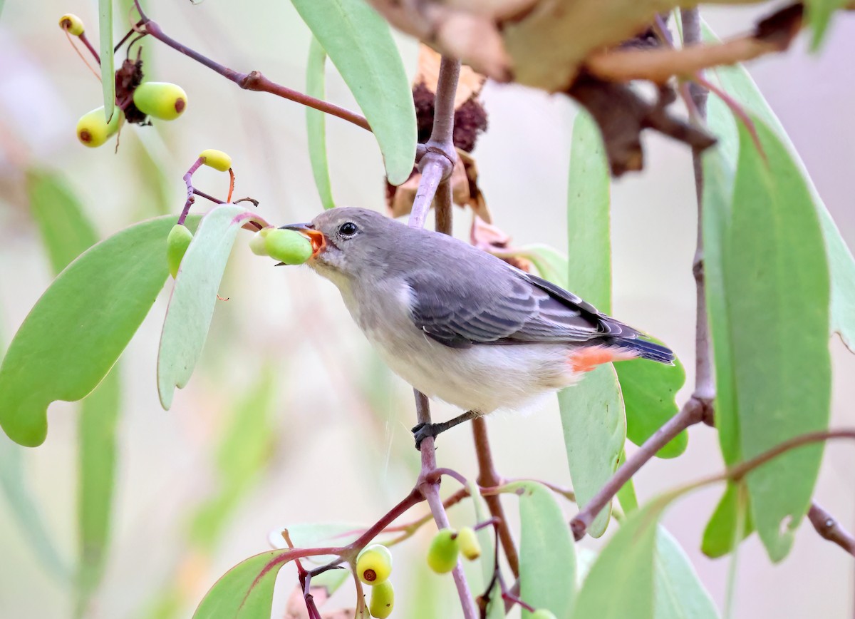 Mistletoebird - ML553738411