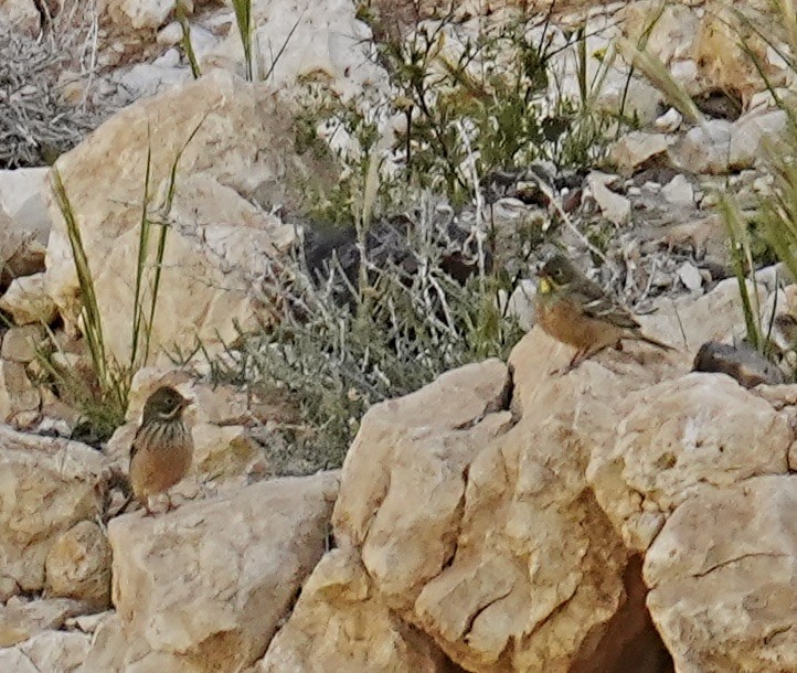 Ortolan Bunting - ML553738471