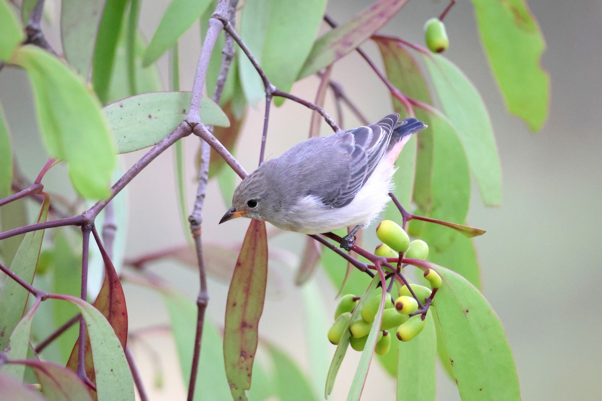 Mistletoebird - ML553738601