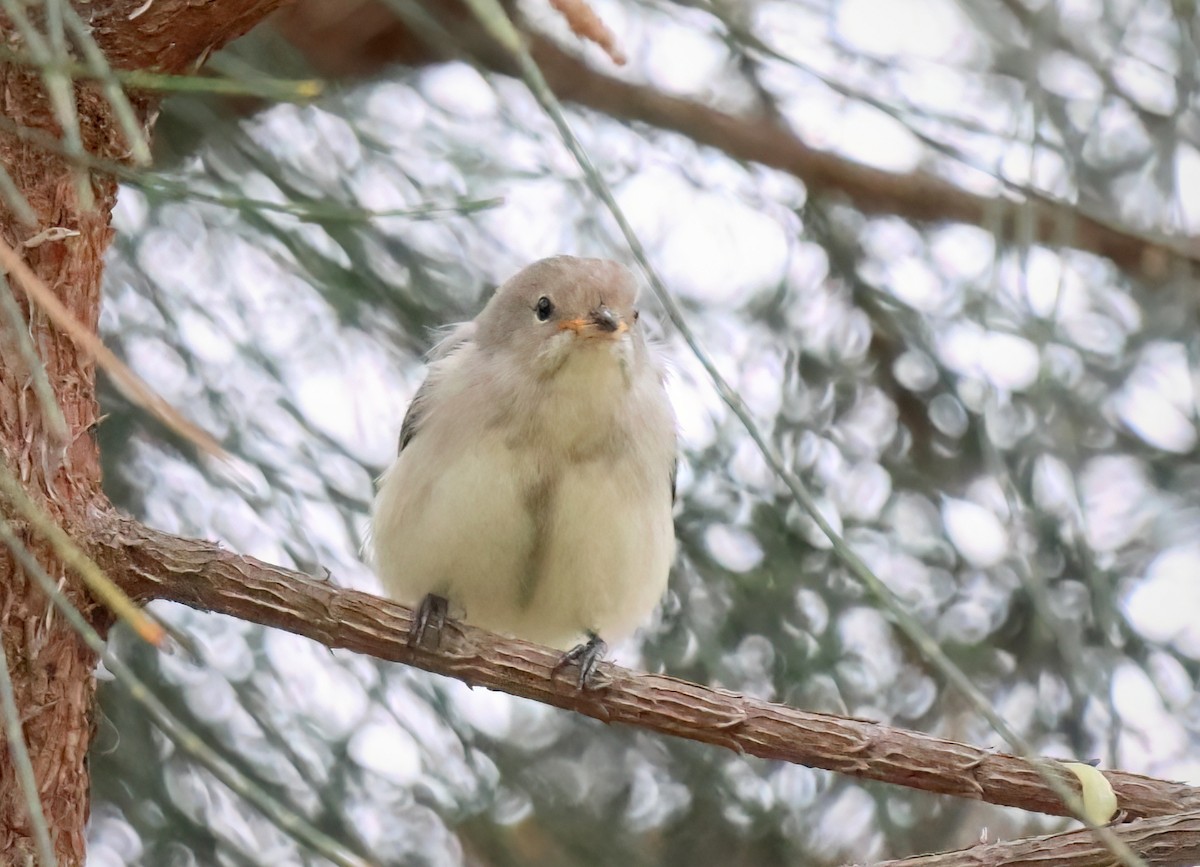 Mistletoebird - ML553738731