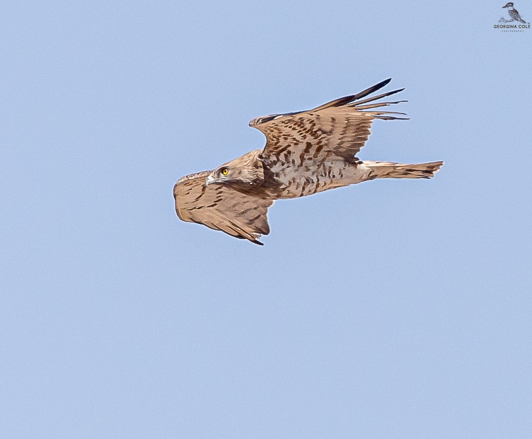 Short-toed Snake-Eagle - Georgina Cole