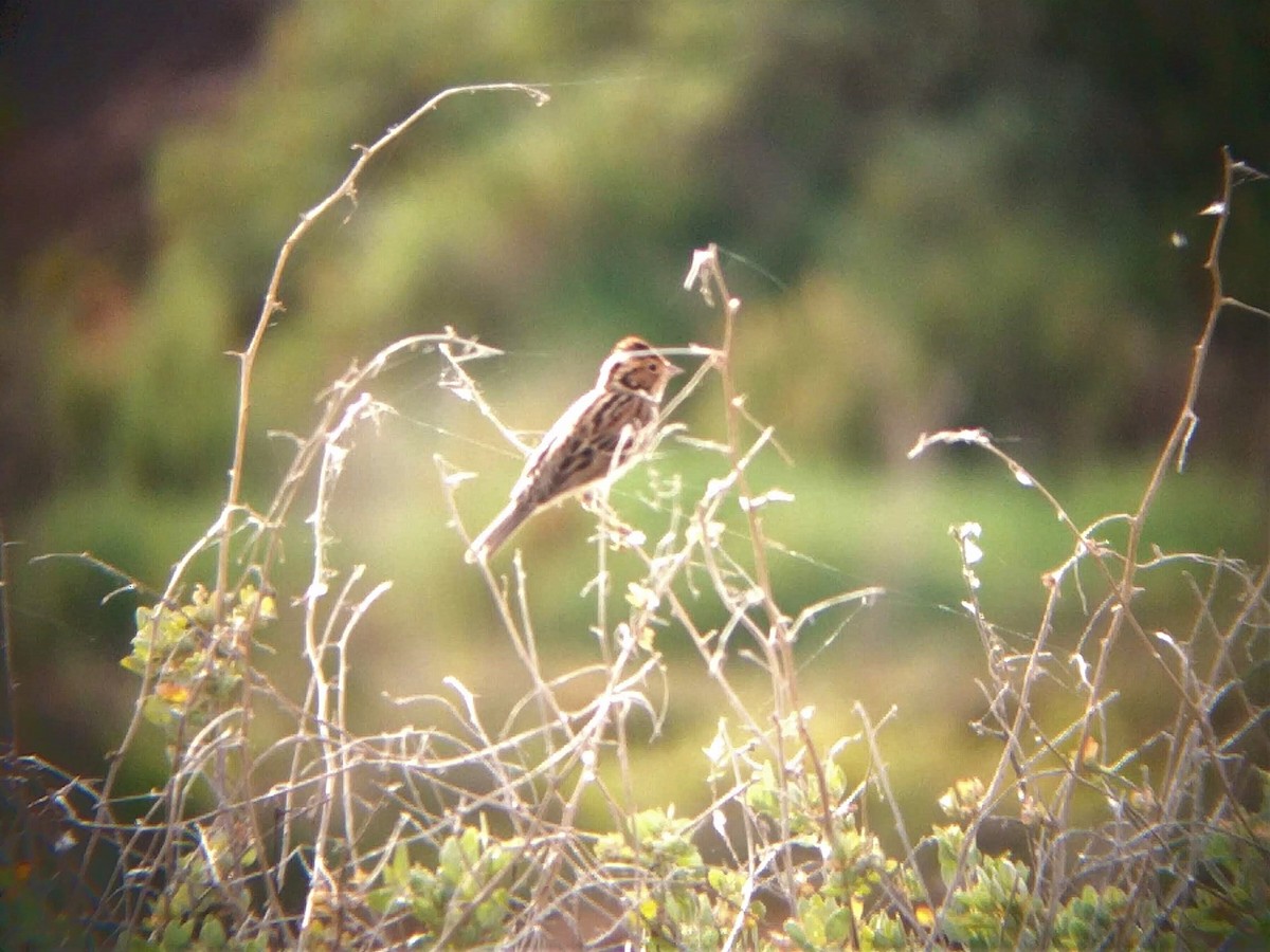 Little Bunting - ML553739161
