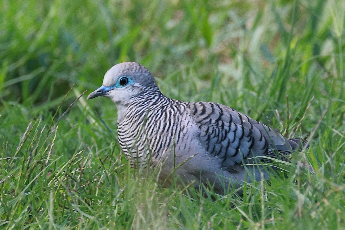 Peaceful Dove - ML553740071