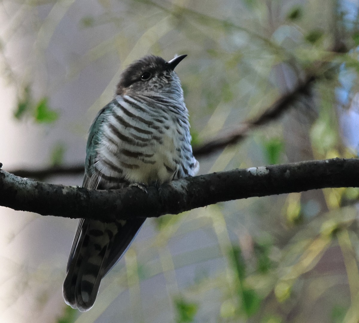 Shining Bronze-Cuckoo - ML553740171