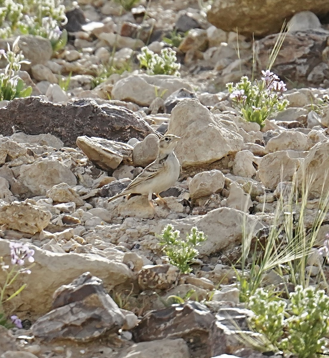 Greater Short-toed Lark - ML553740631