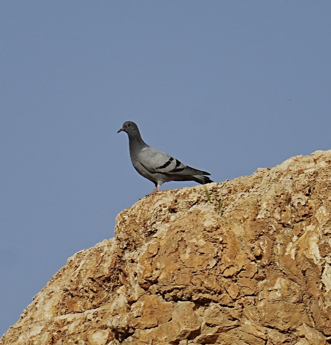 Rock Pigeon - ML553740901