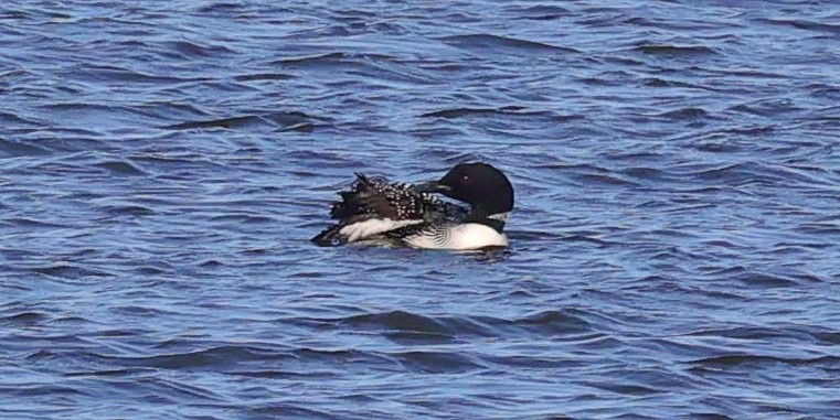 Common Loon - ML553741561