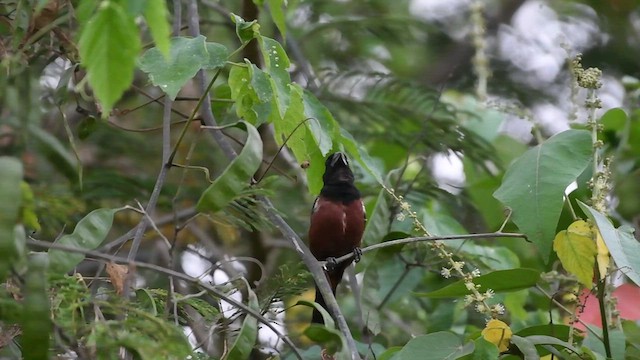 Chestnut-bellied Seed-Finch - ML553743601