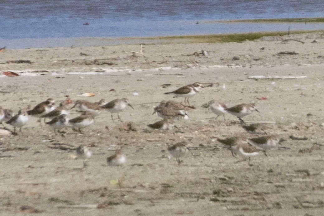 Western Sandpiper - ML553744421