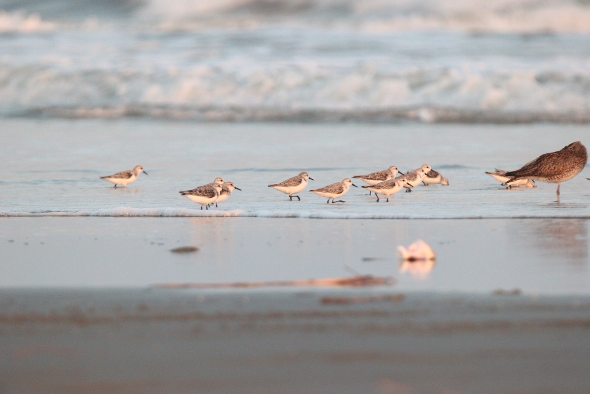 Little Stint - SANTANAB MAJUMDER