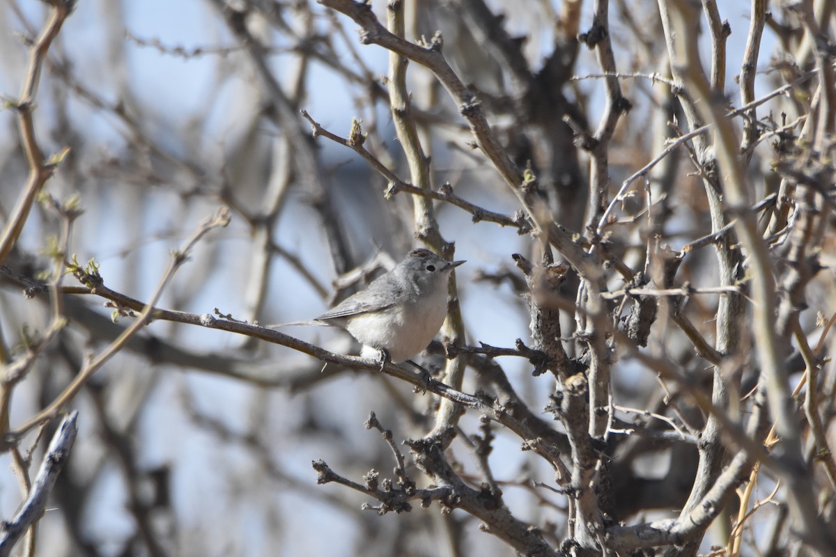 Lucy's Warbler - ML553746061