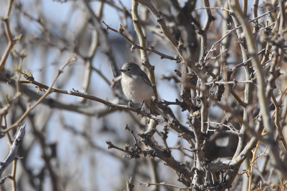 Lucy's Warbler - ML553746101