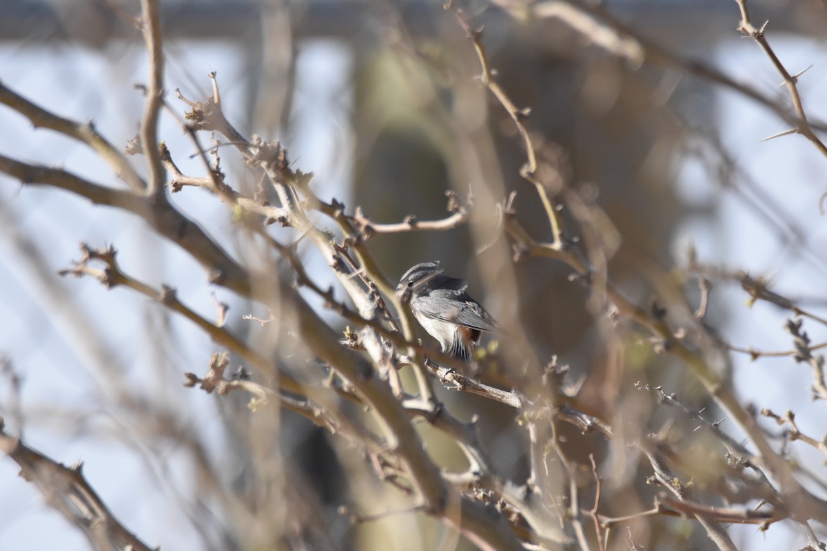 Lucy's Warbler - ML553746171