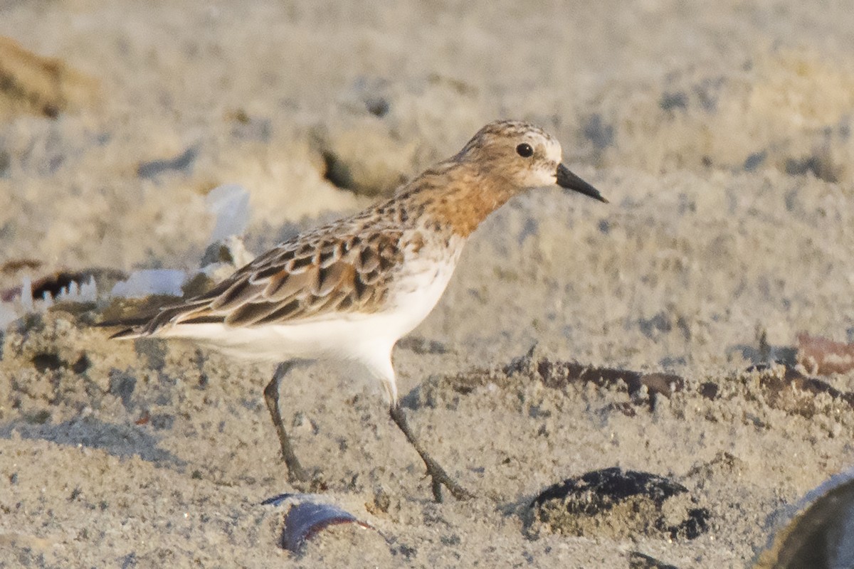 Rotkehl-Strandläufer - ML553746341