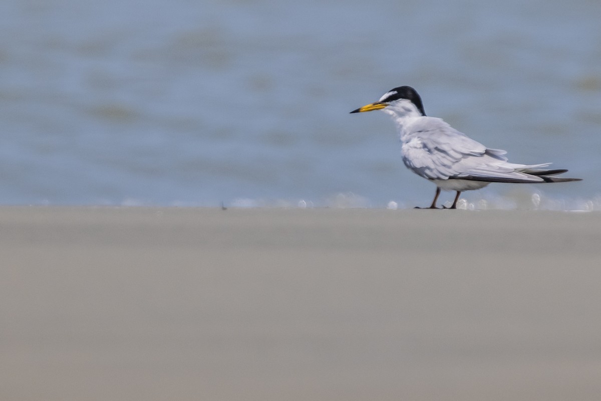 Little Tern - ML553747231