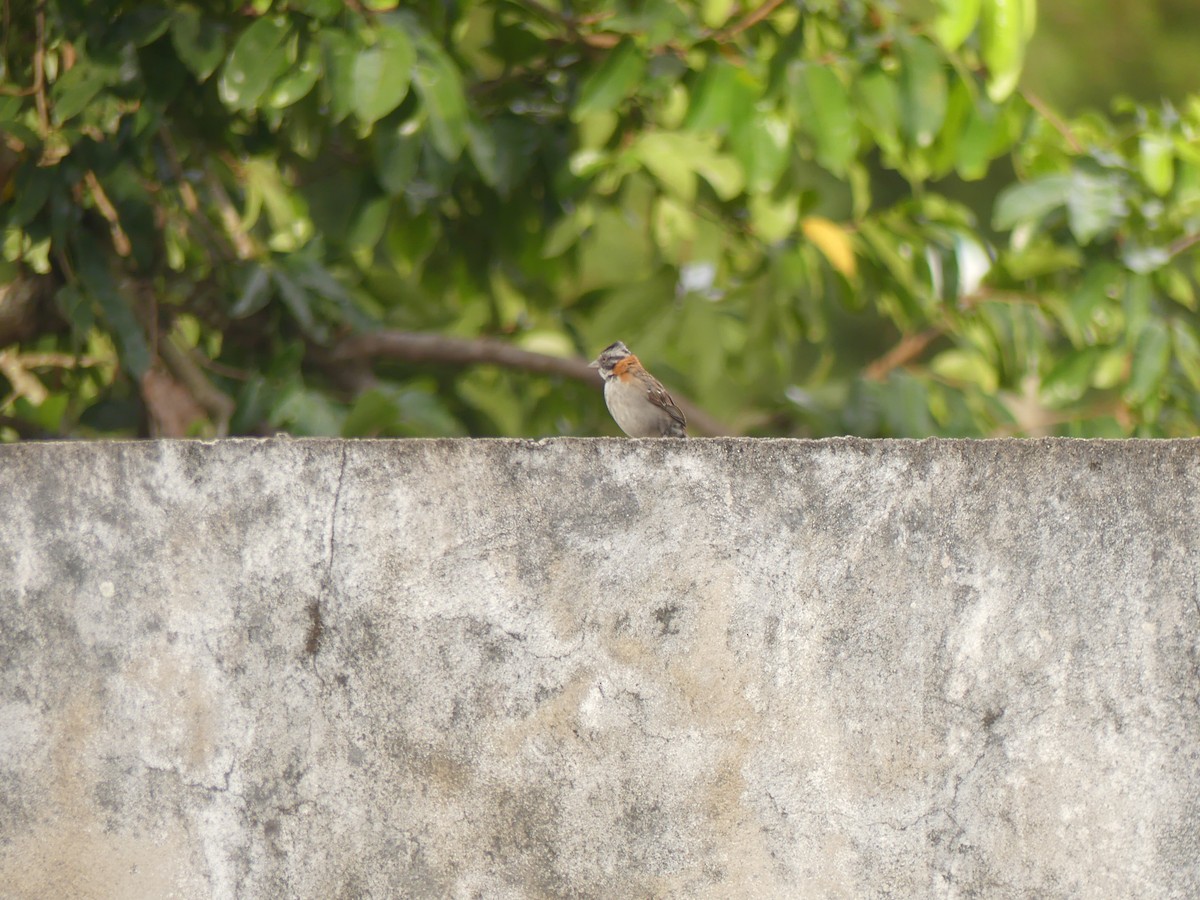 Rufous-collared Sparrow - ML553747361